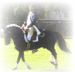 Vitor with Indio, a Lusitano bullfighting horse