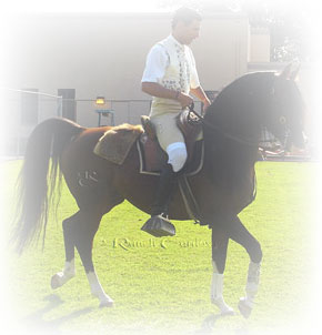 Vitor with Atrevido, our Arabian bullfighting horse