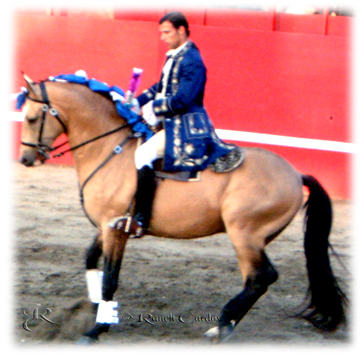 Vitor Ribeiro