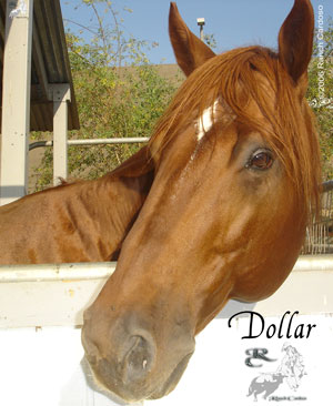 My Sir Alibi (Dollar) - AQH