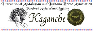 Kaganche - pureBred Black Lusitano horse
