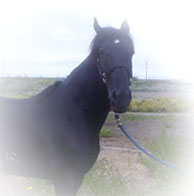 Kaganche - Lusitano