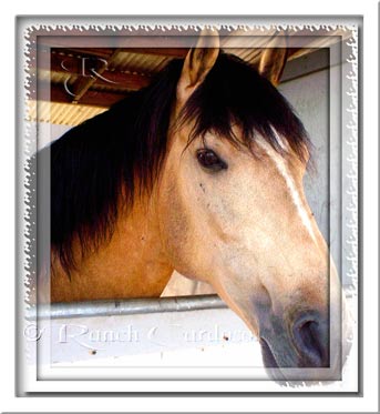 Quiver - Buckskin Lusitano - Stallion Stud