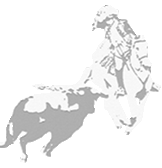 Ranch Cardoso Bloodless Bullfighting